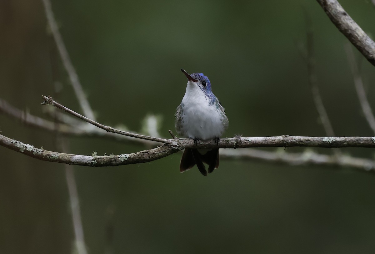 kolibřík andský - ML646276907