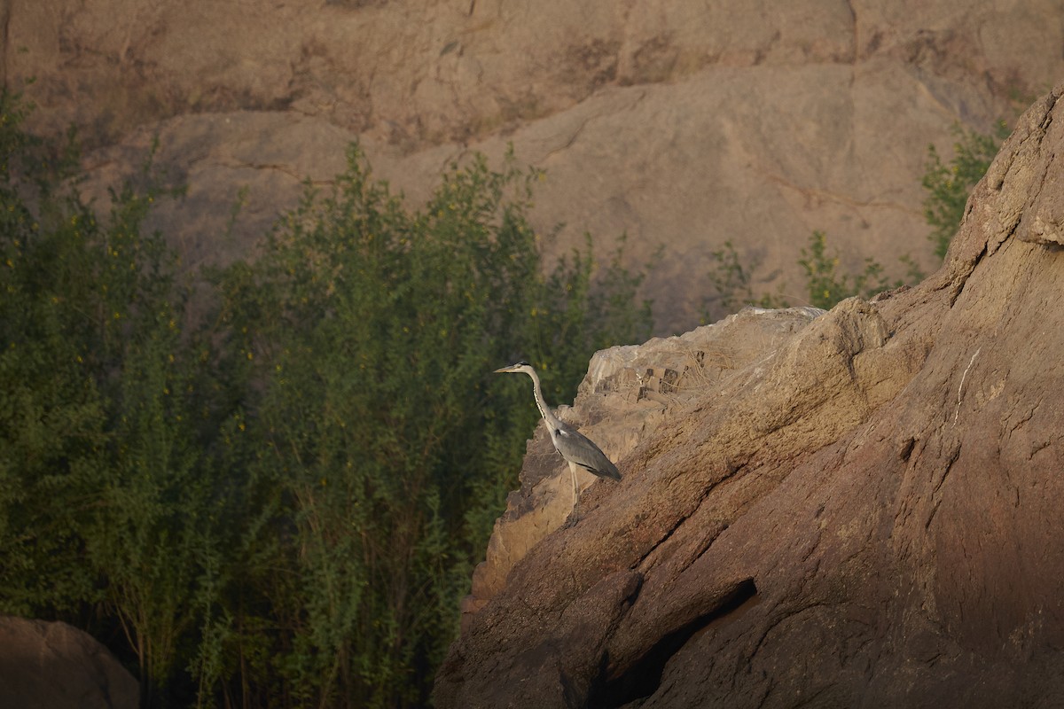 volavka popelavá - ML646276911