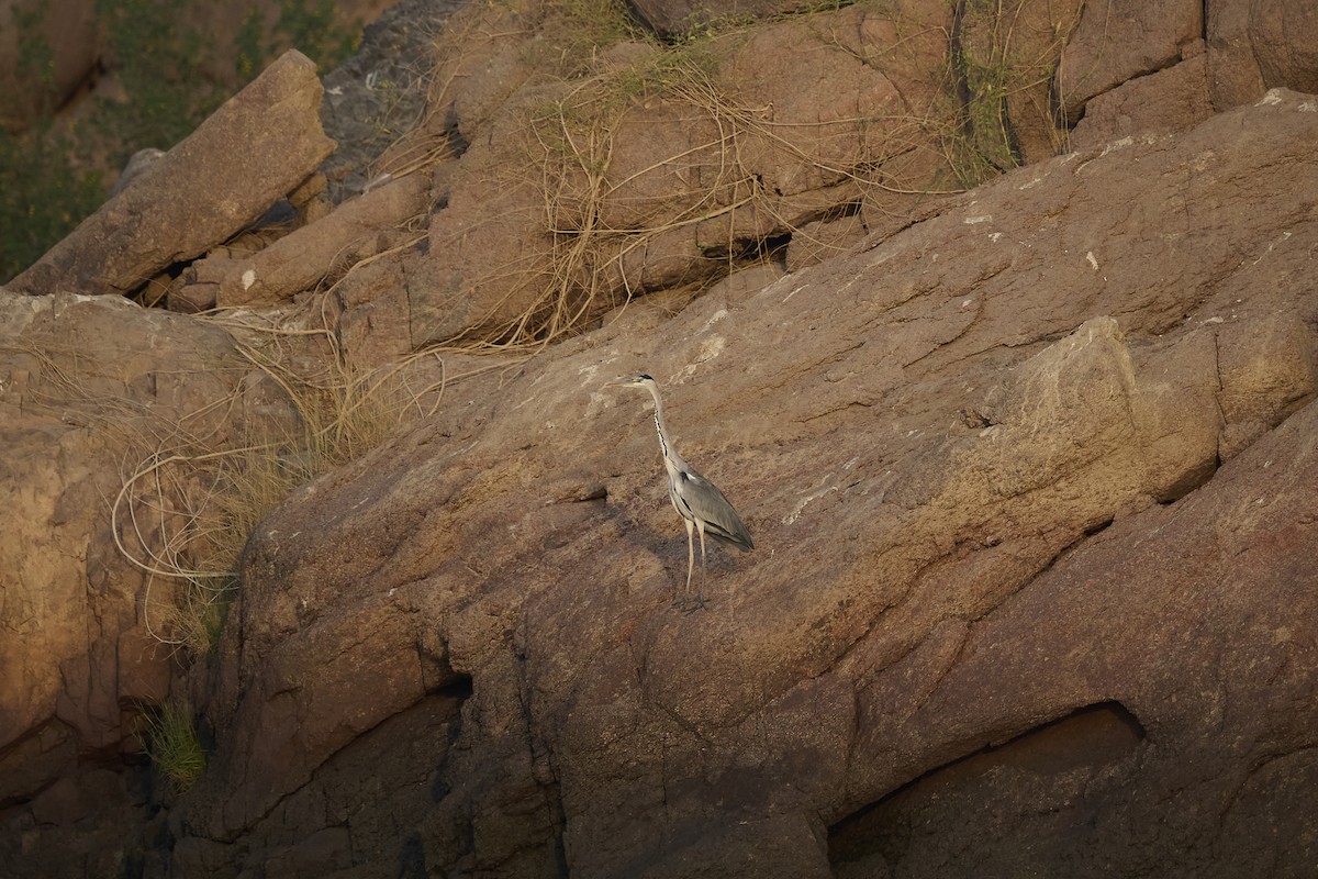 volavka popelavá - ML646276912