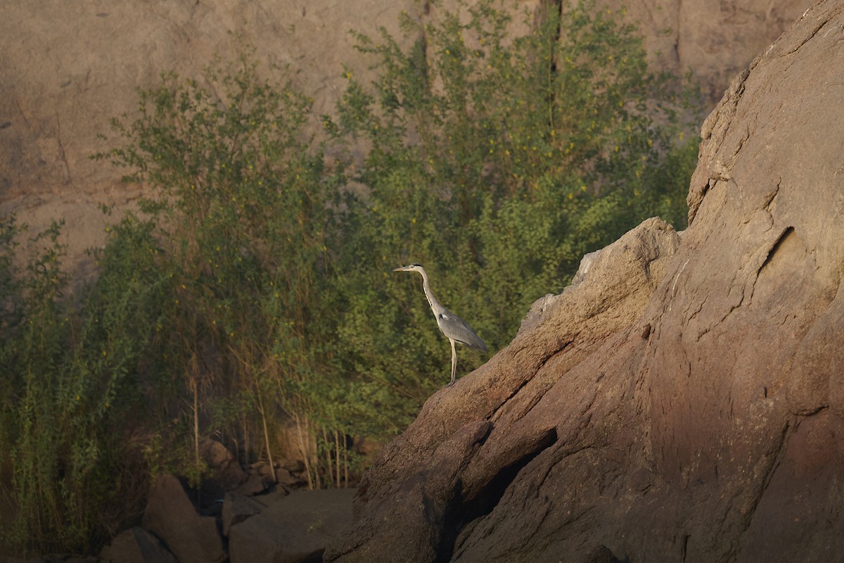 volavka popelavá - ML646276913