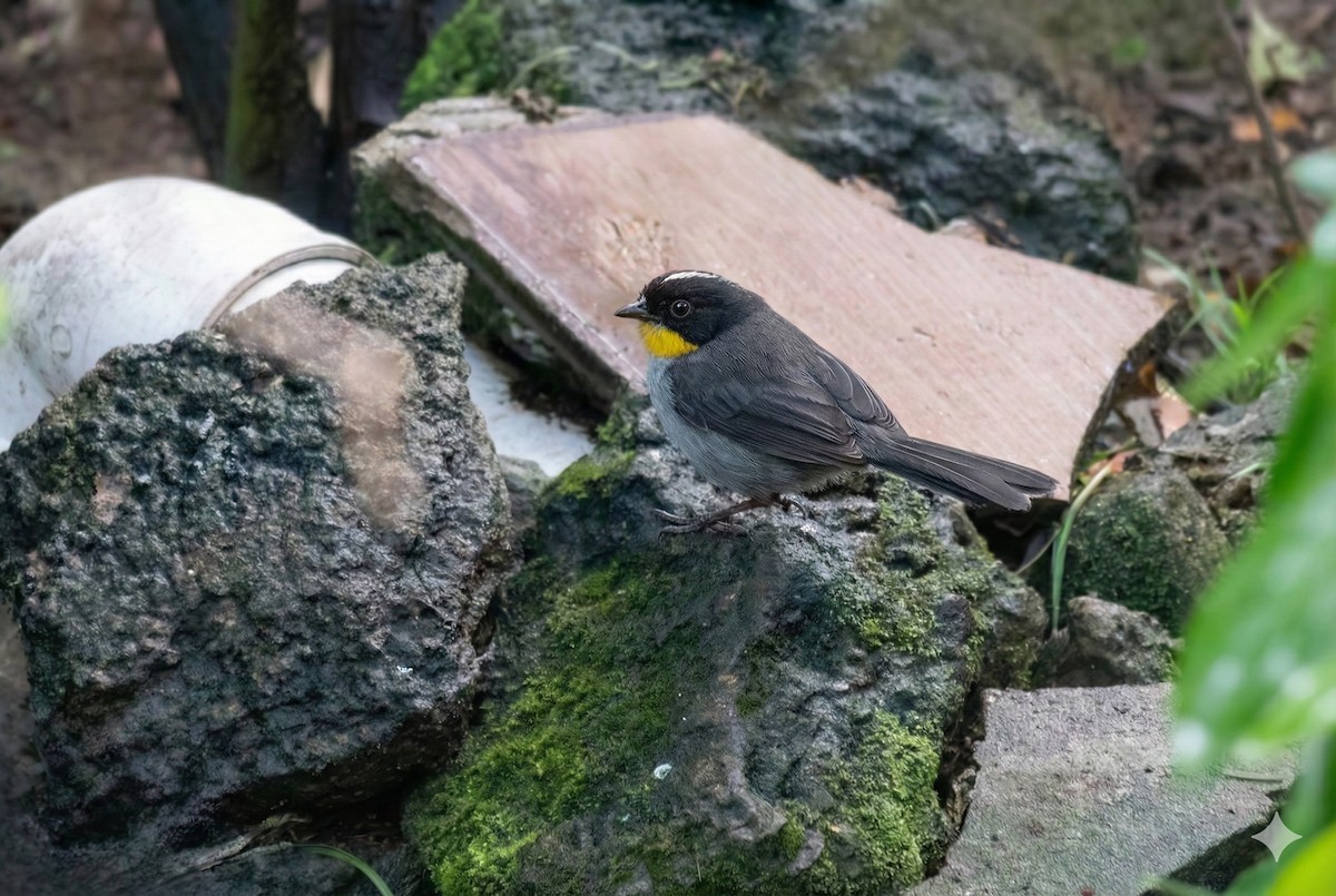 White-naped Brushfinch - ML646276914