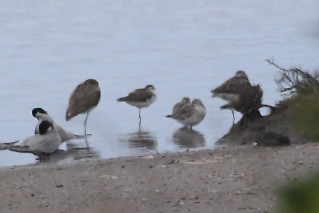 jespák rezavý - ML646276915