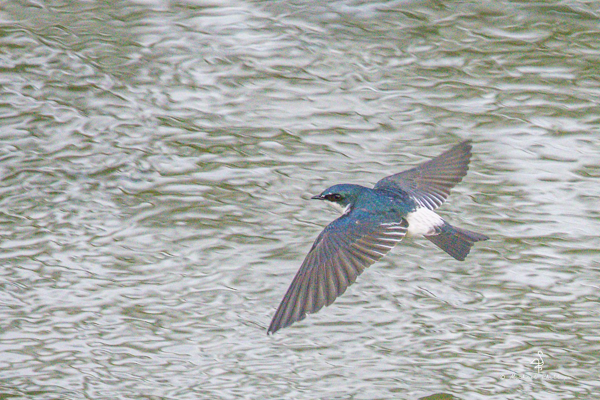 vlaštovka mangrovová - ML646276916