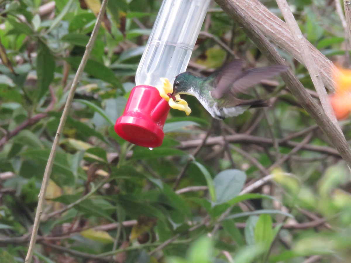 kolibřík andský - ML646276917