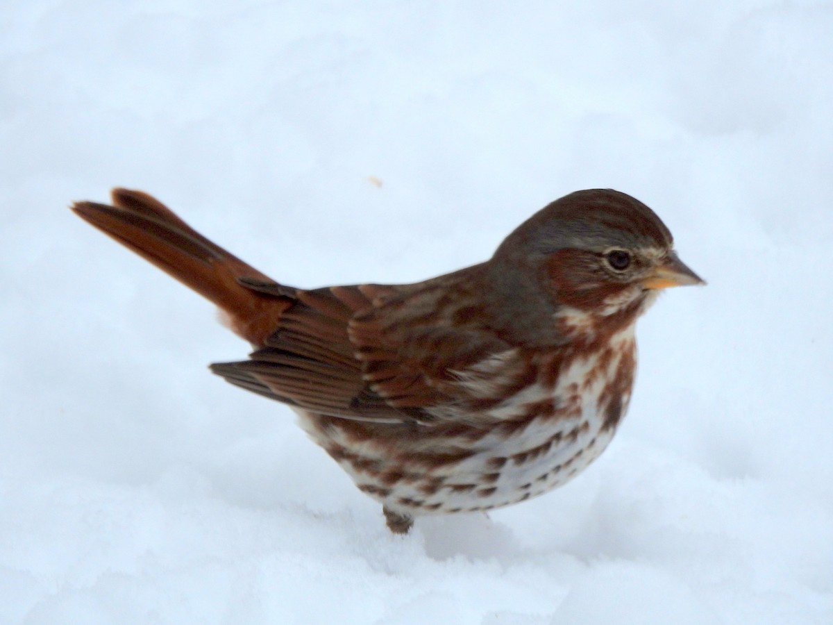 strnadec kaštanový - ML646276918