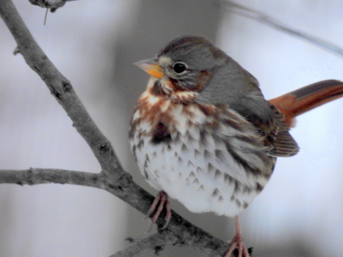 strnadec kaštanový - ML646276919