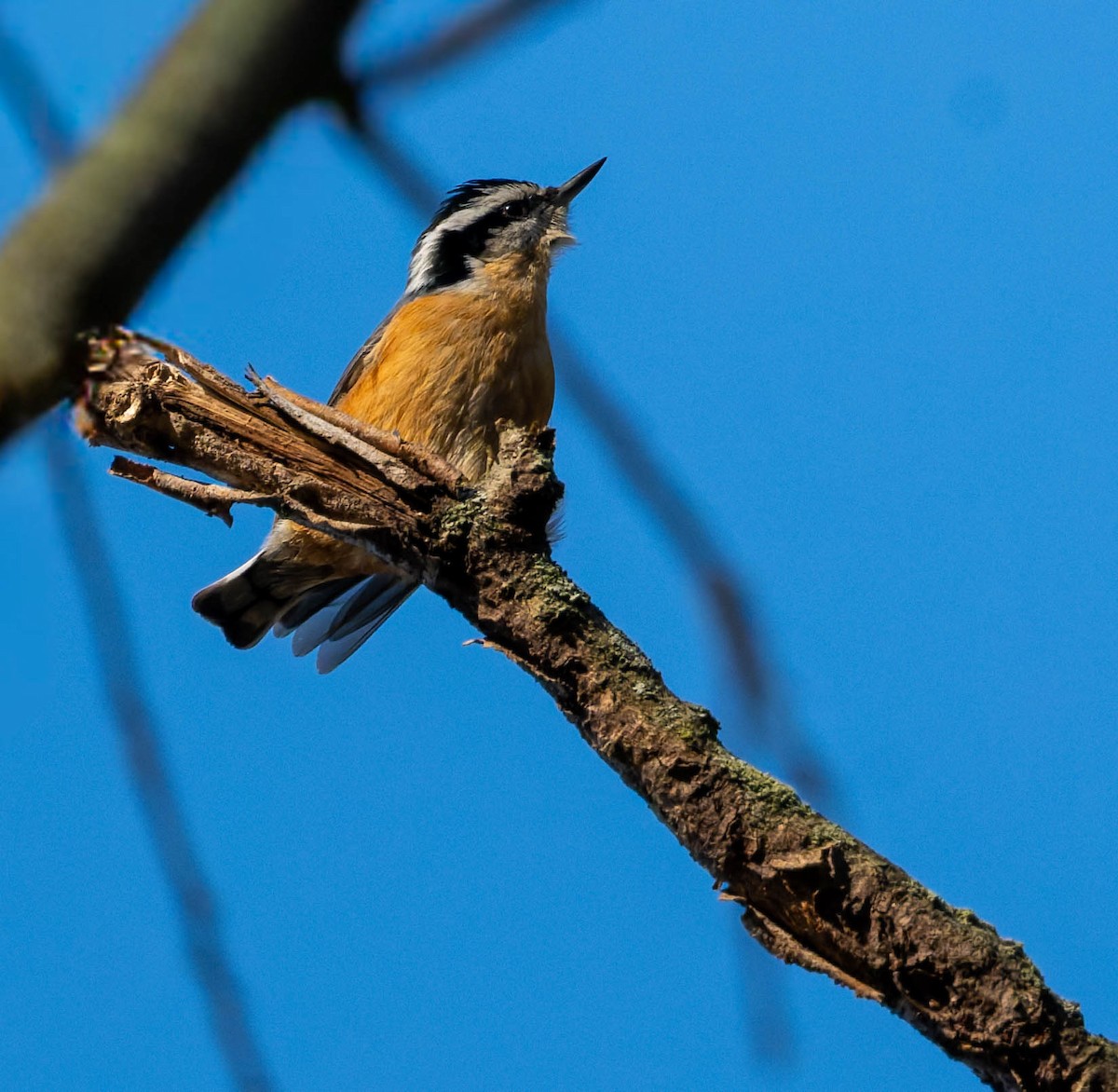 brhlík americký - ML646276920