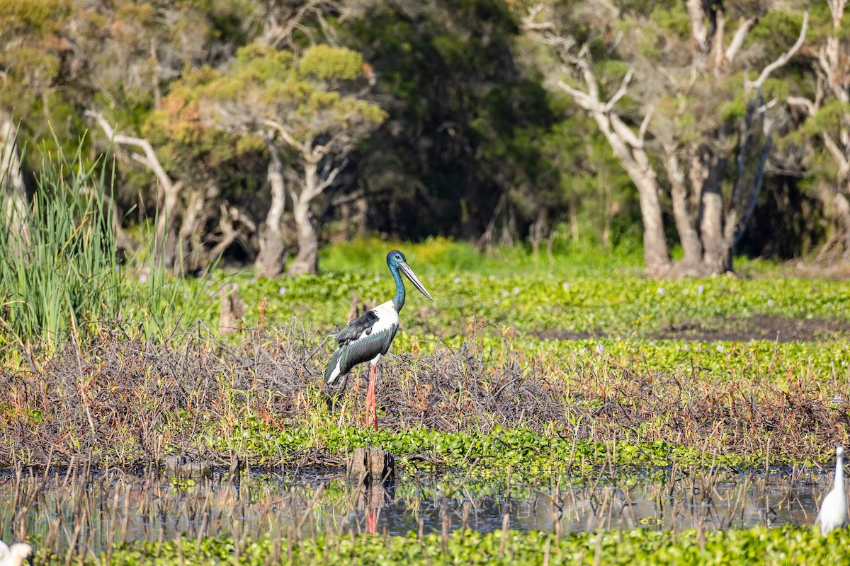 čáp černokrký - ML646276921
