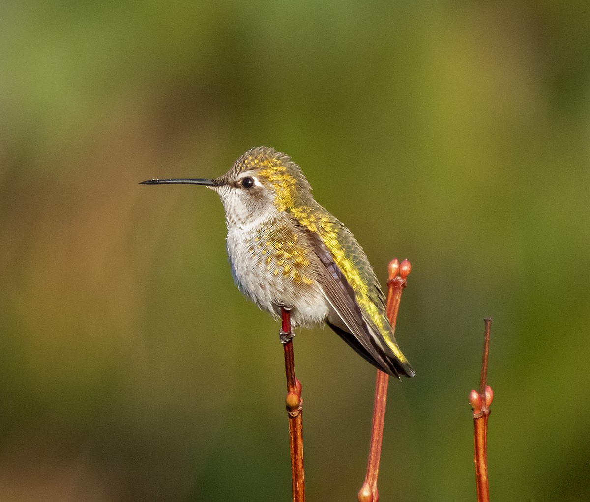 kalypta růžovohlavá - ML646276922