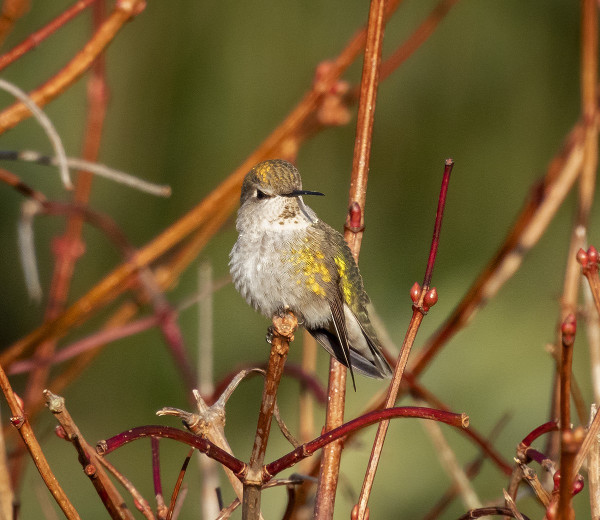 kalypta růžovohlavá - ML646276923