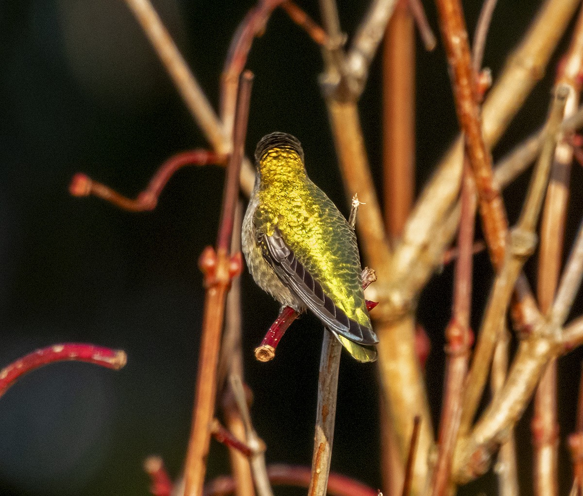 kalypta růžovohlavá - ML646276924