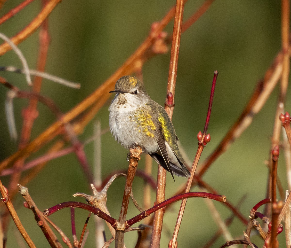 kalypta růžovohlavá - ML646276925