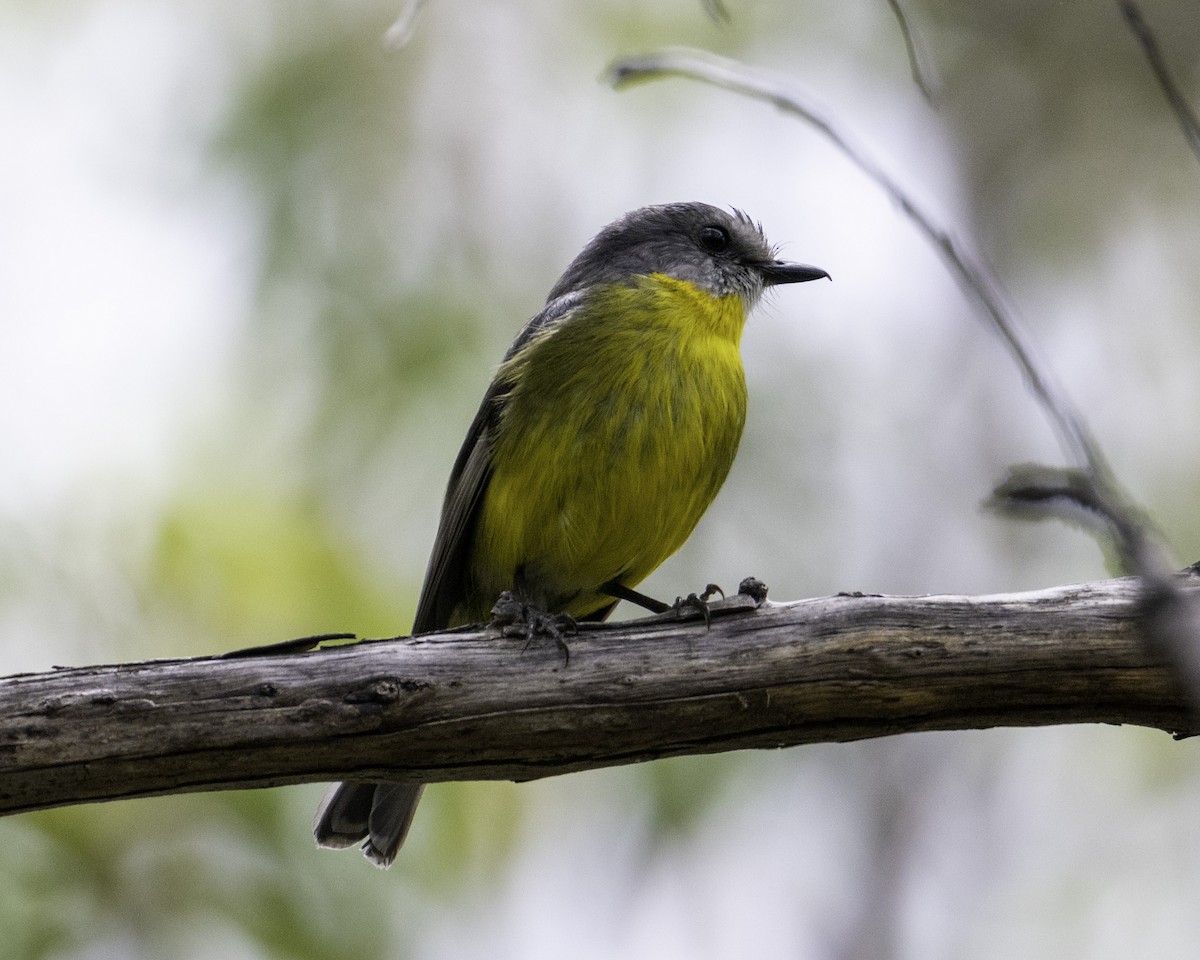 lejsčík žlutý - ML646276926