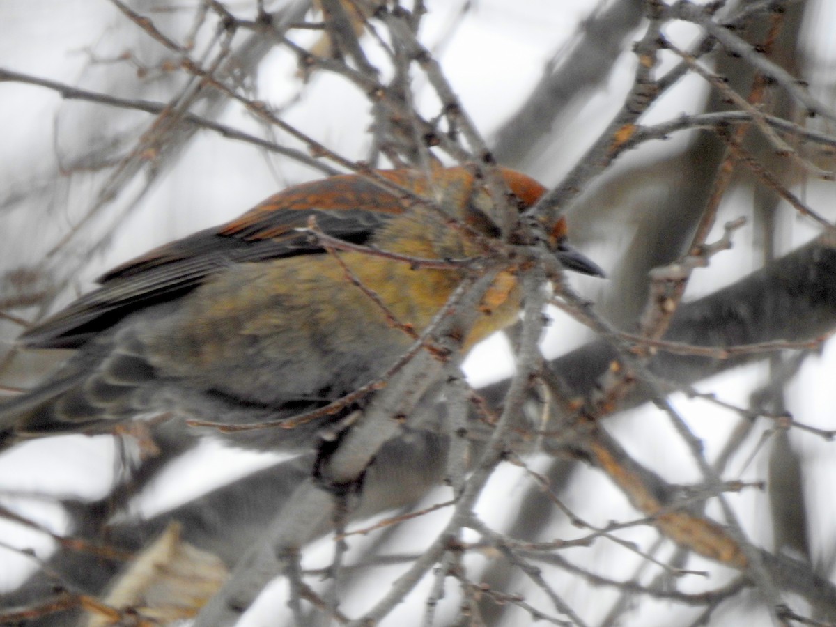 Rusty Blackbird - ML646276928