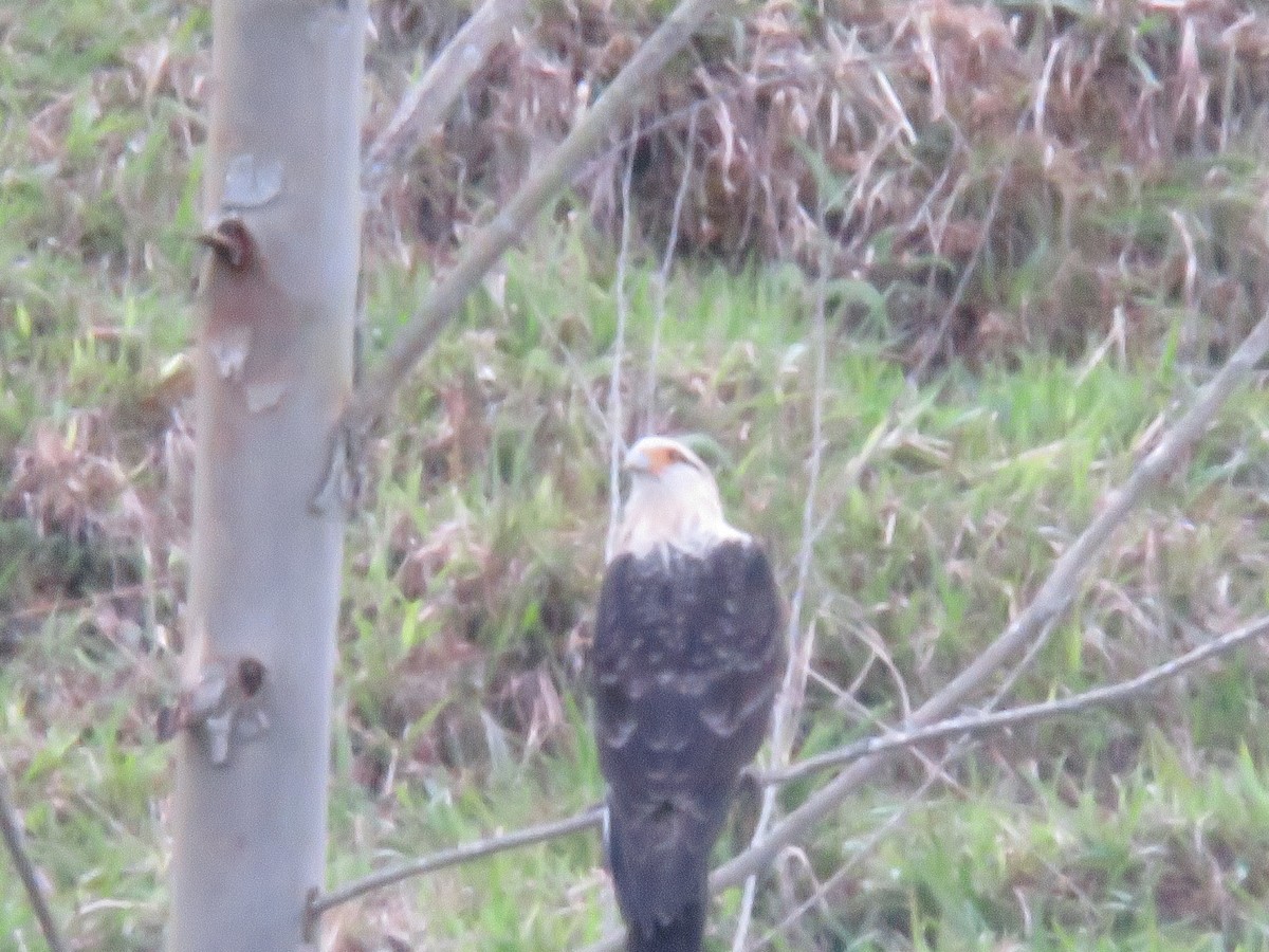 čimango žlutavý - ML646276929