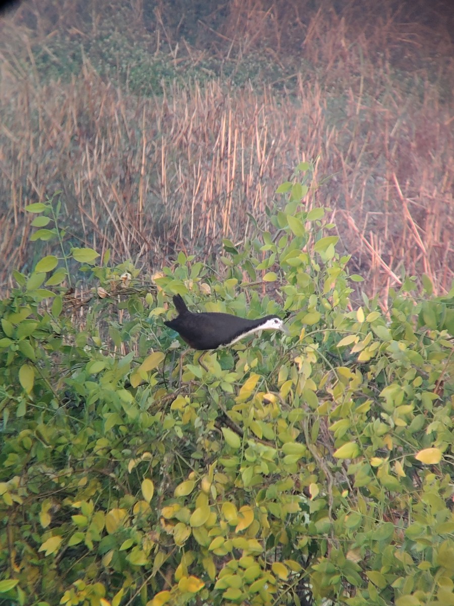 chřástal běloprsý - ML646276931