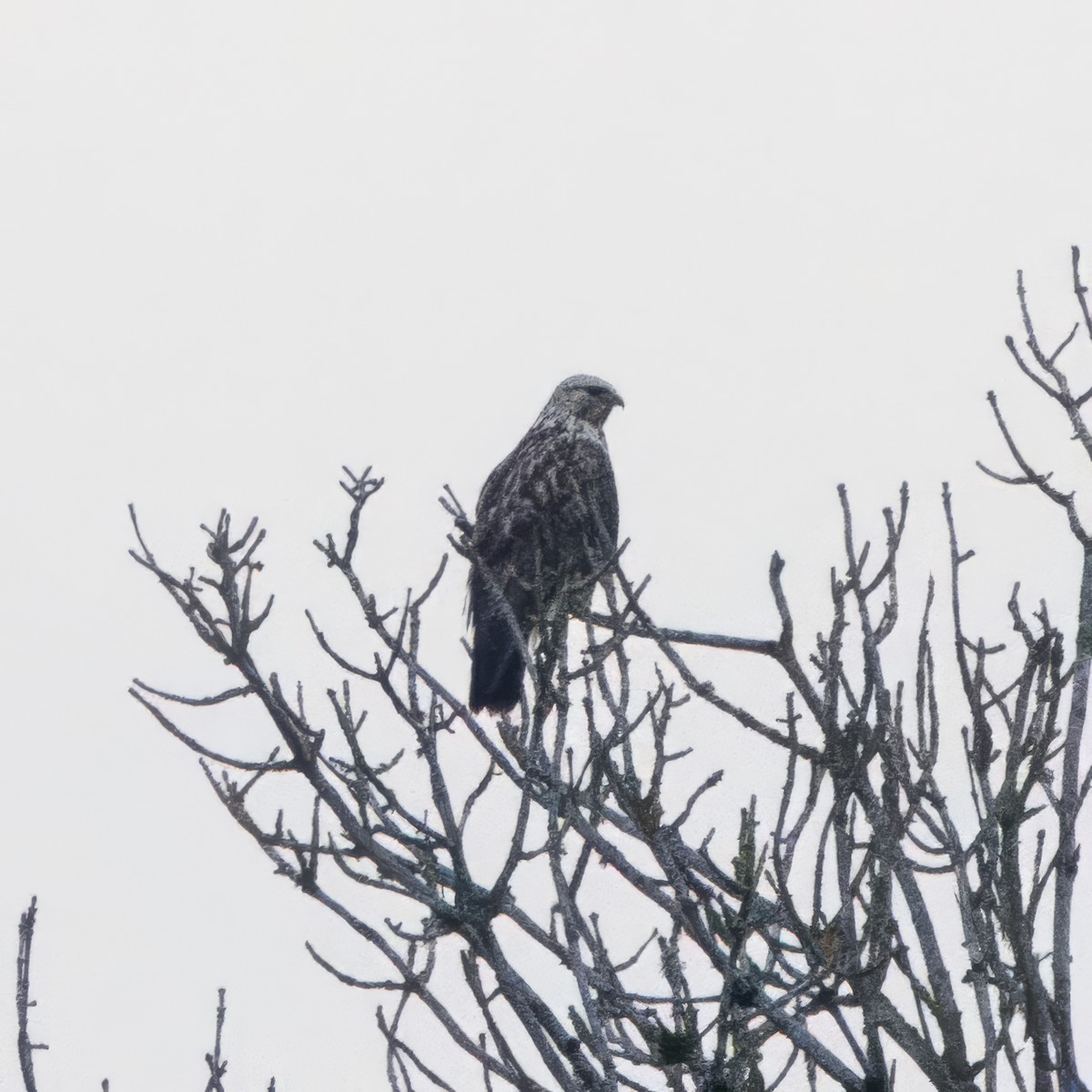 Rough-legged Hawk - ML646276933