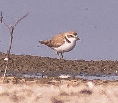 kulík západní - ML646276934