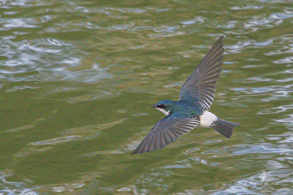 vlaštovka mangrovová - ML646276936