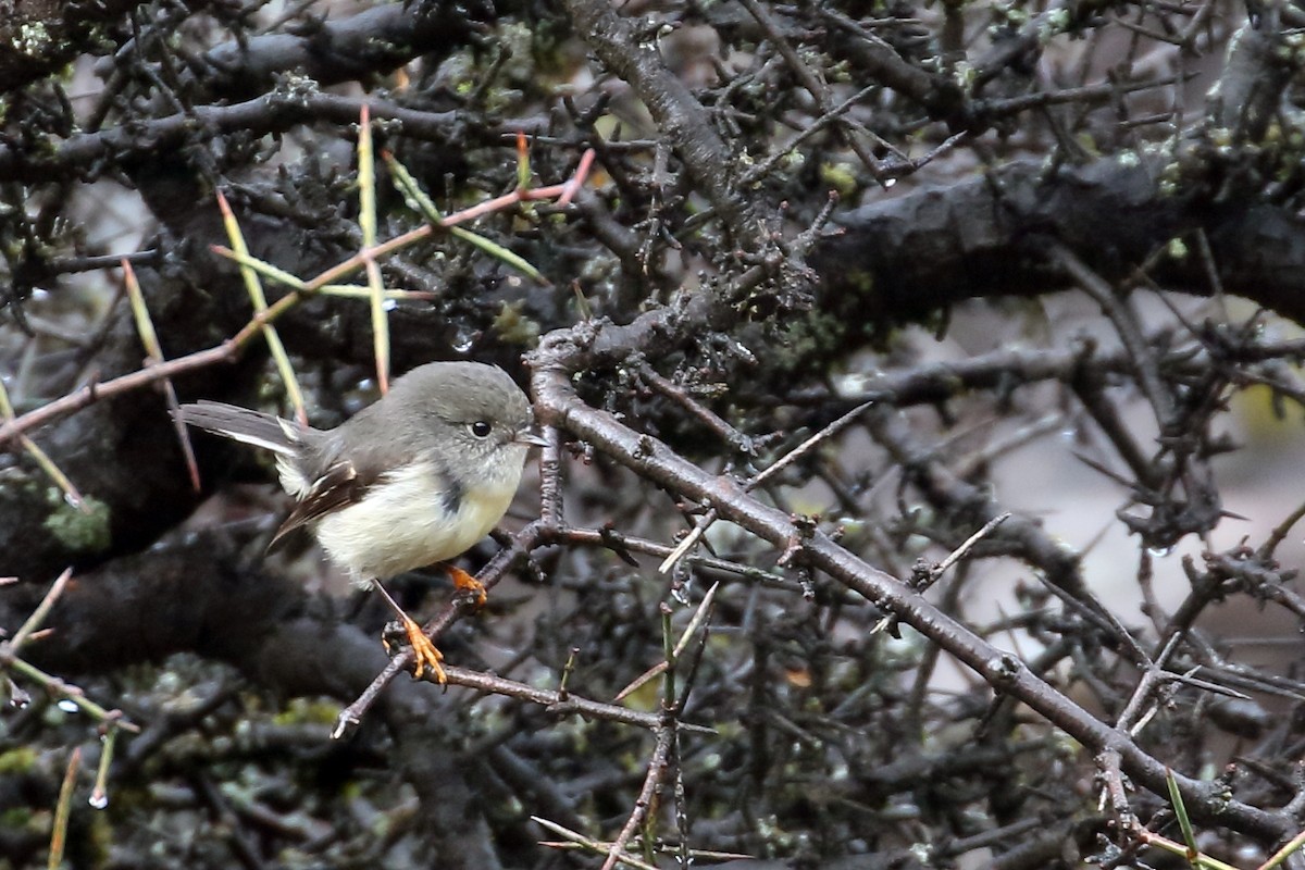 lejsčík novozélandský - ML646276937