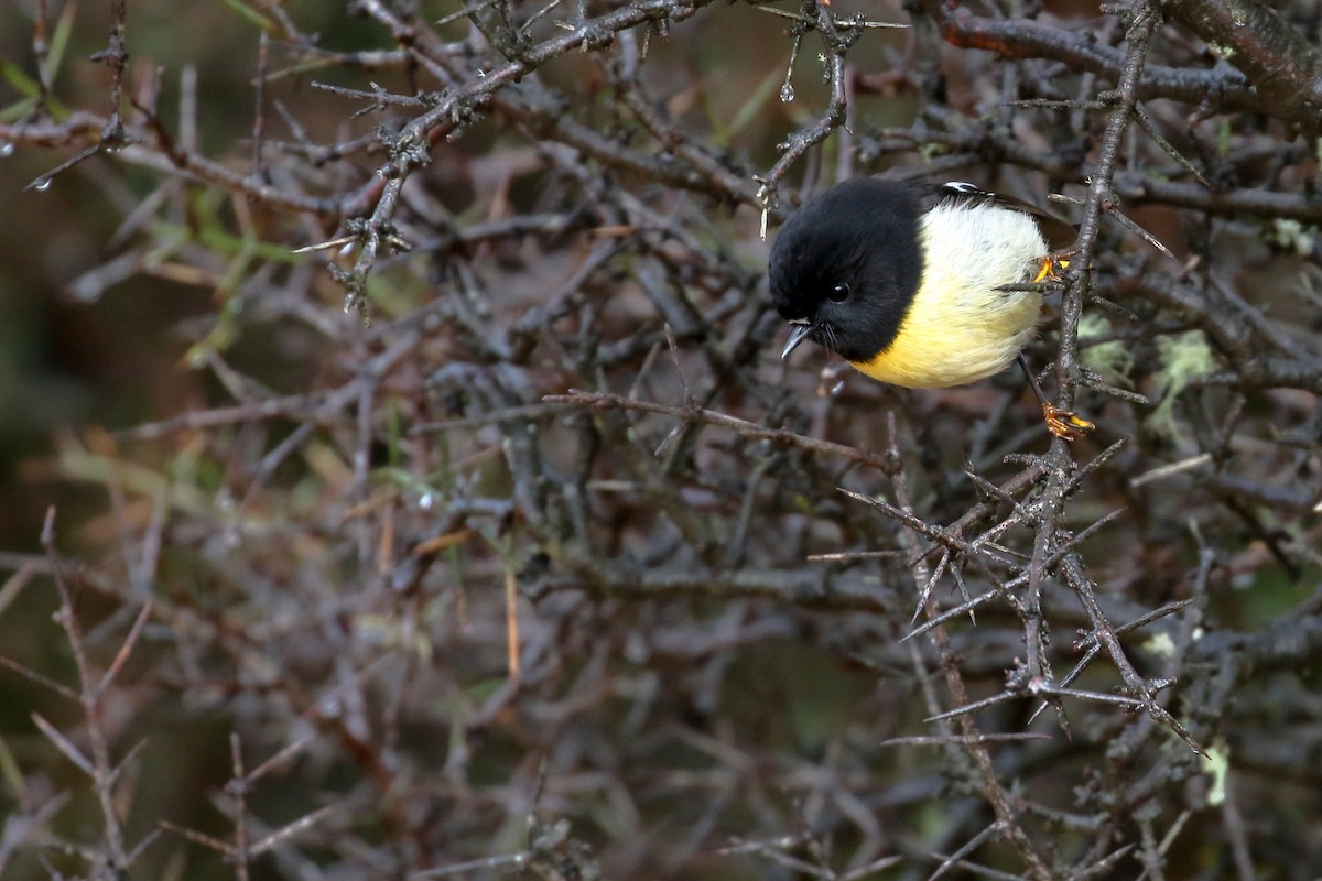 ニュージーランドヒタキ - ML646276938