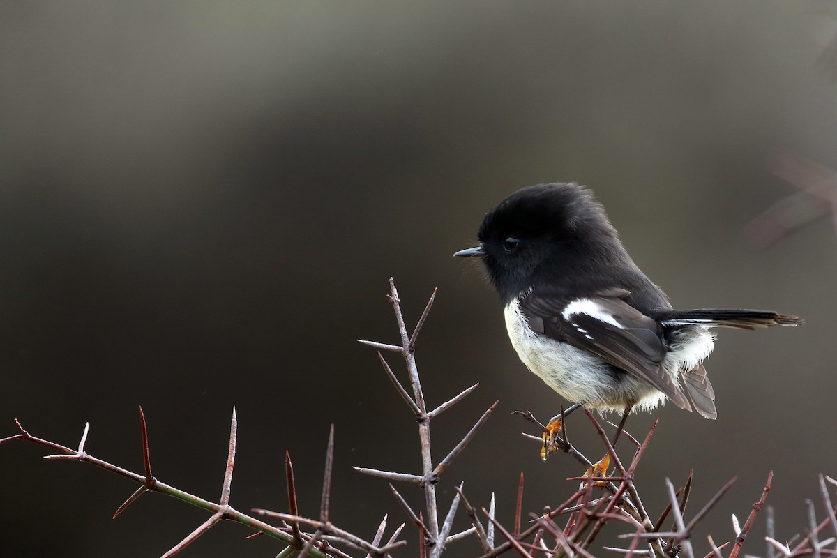 ニュージーランドヒタキ - ML646276939