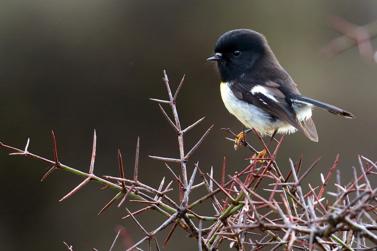 ニュージーランドヒタキ - ML646276940