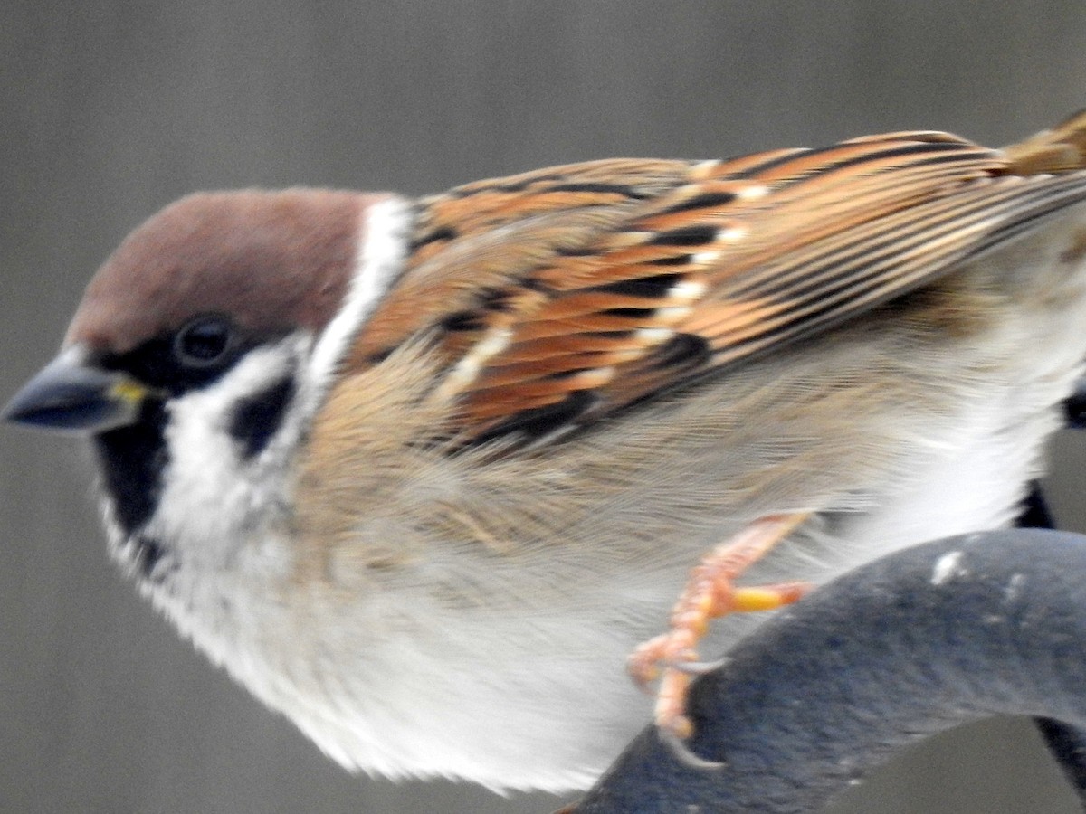 Eurasian Tree Sparrow - ML646276942