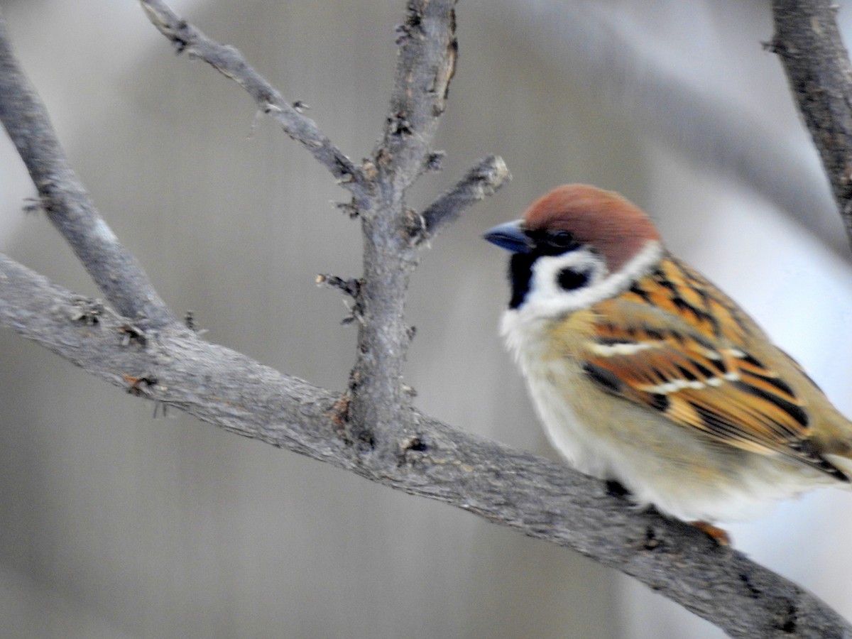 Eurasian Tree Sparrow - ML646276943