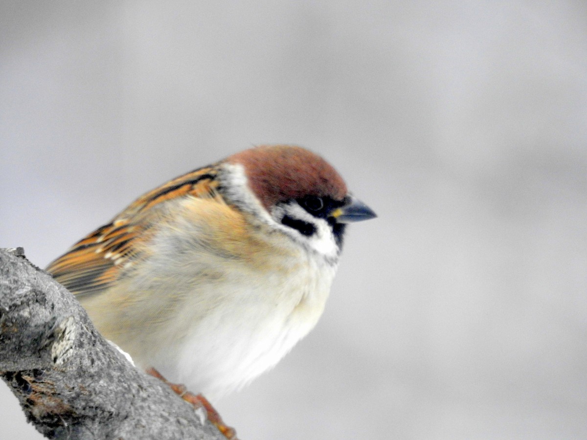 Eurasian Tree Sparrow - ML646276944