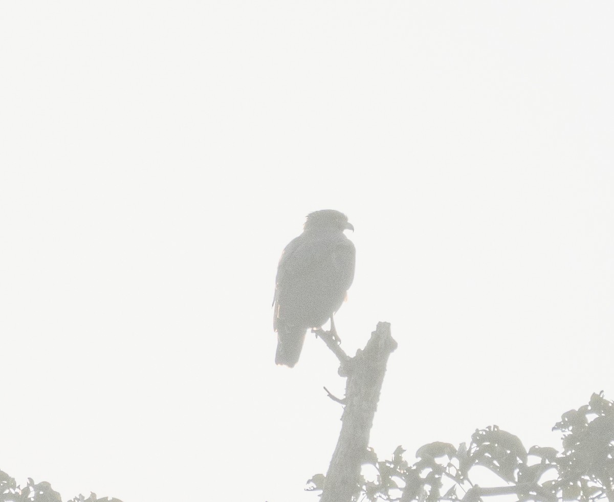 Хохлатый змееяд - ML646276945