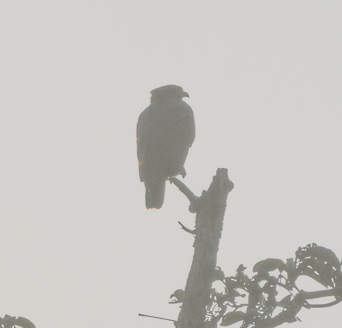 Хохлатый змееяд - ML646276947