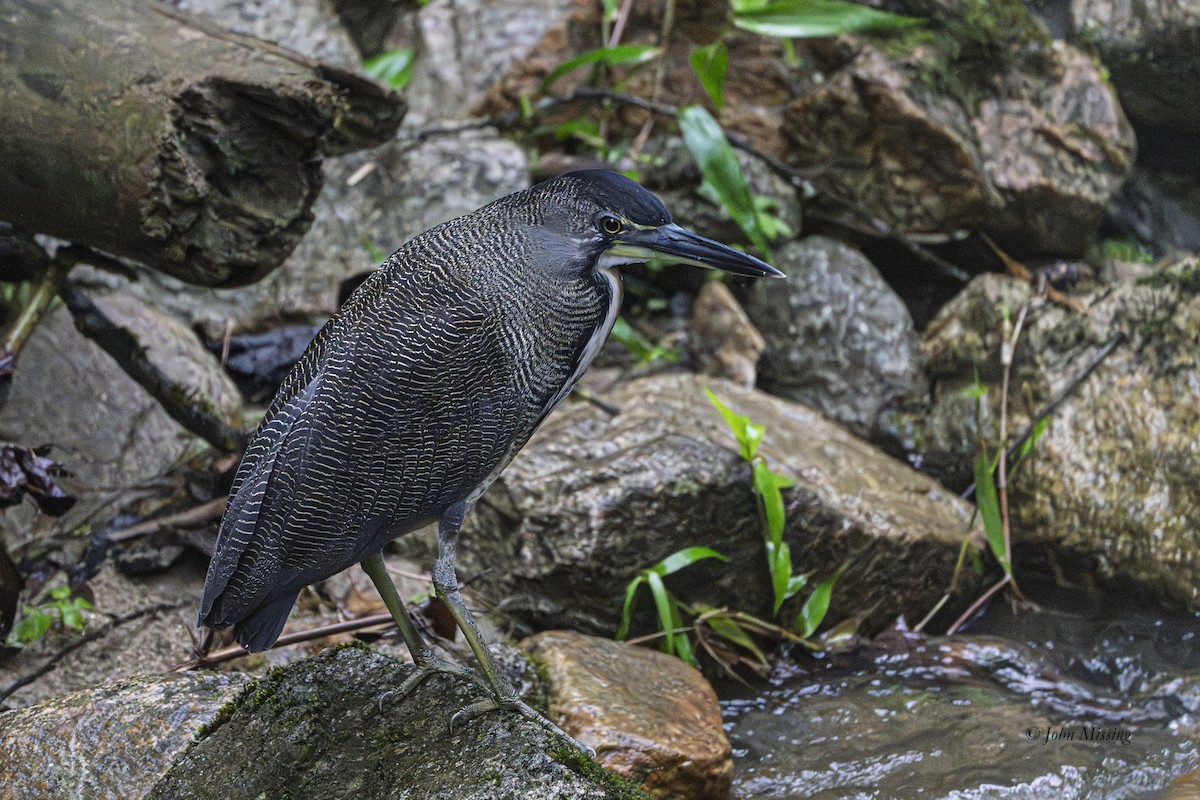 Fasciated Tiger-Heron - ML646276948