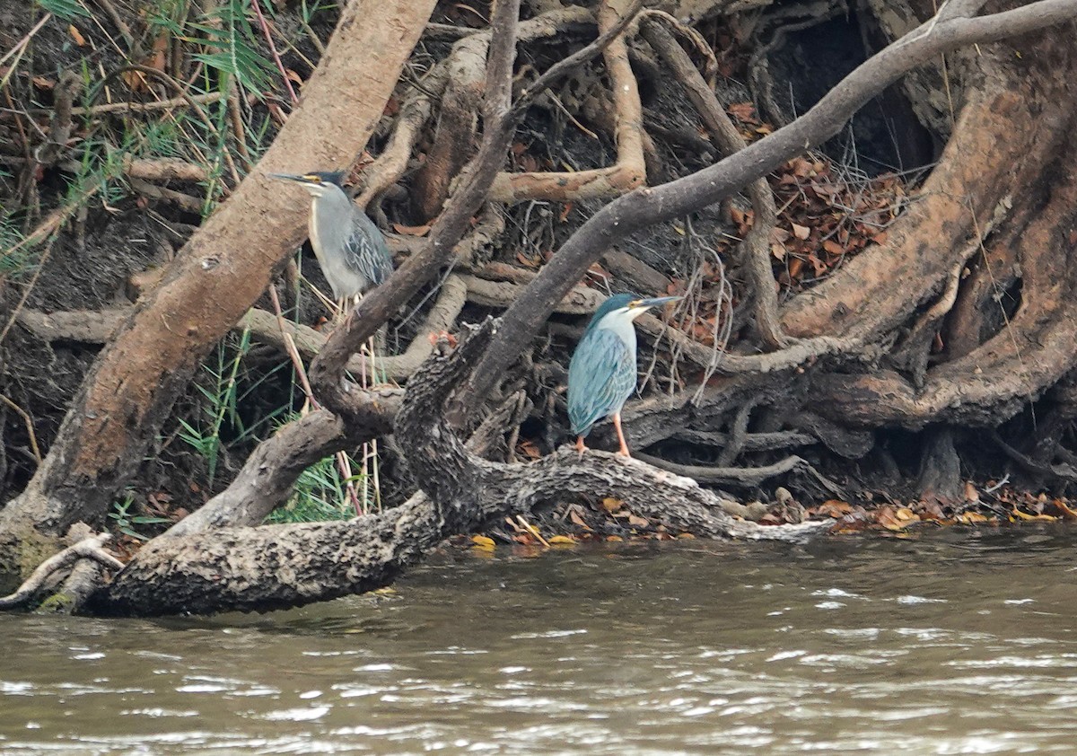 Black-crowned Night Heron - ML646276949