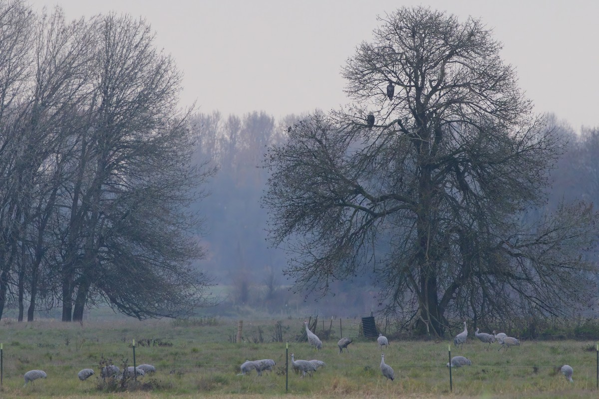 Pygargue à tête blanche - ML646276954