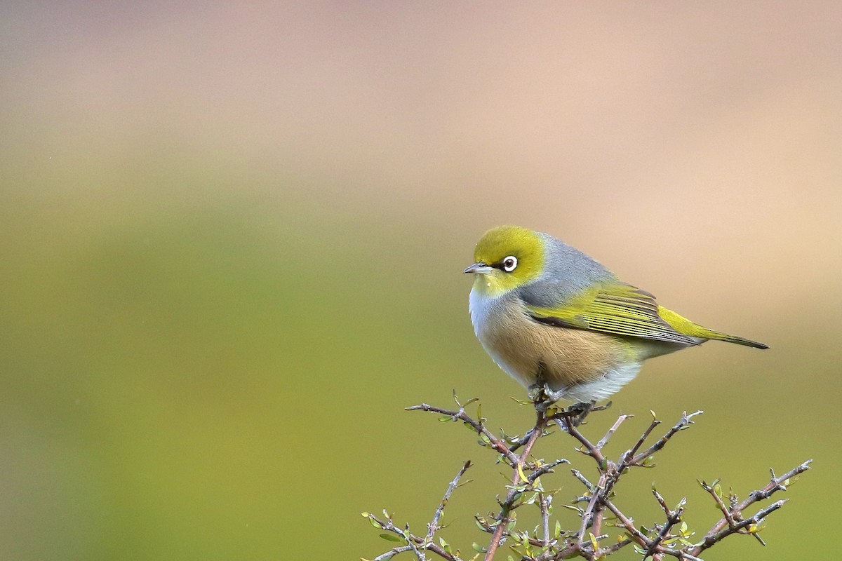 ハイムネメジロ - ML646276956