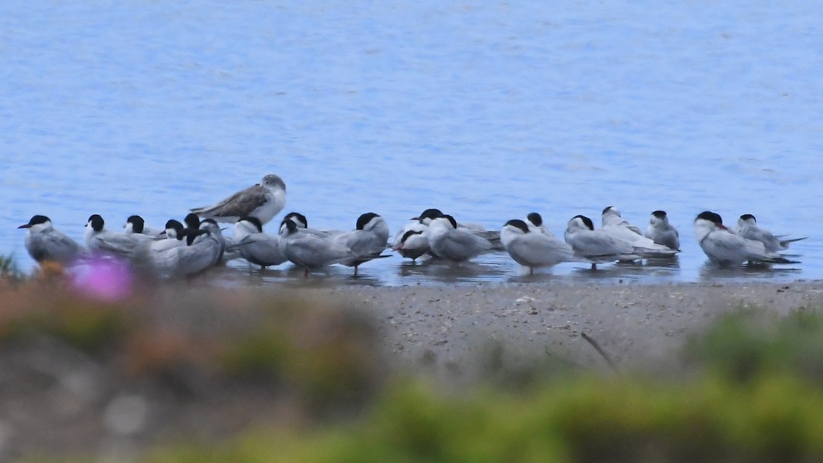 hvitkinnsvartterne - ML646276964