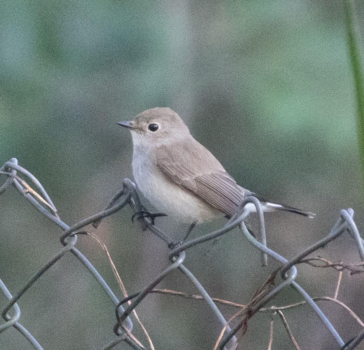 taigafluesnapper - ML646276965