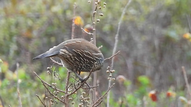 kaliforniavaktel - ML646276967