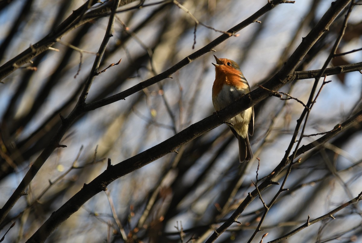 rødstrupe - ML646276968