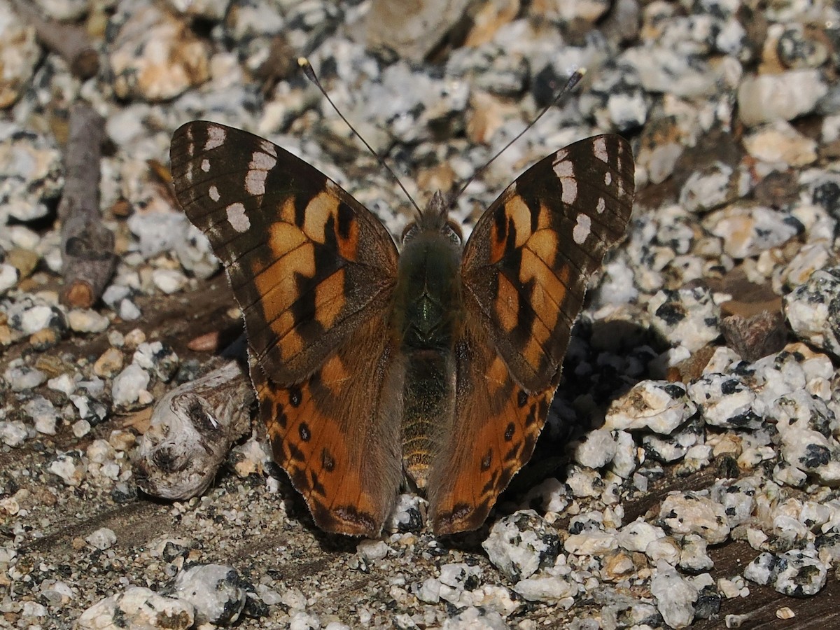 Painted Lady - ML646276969