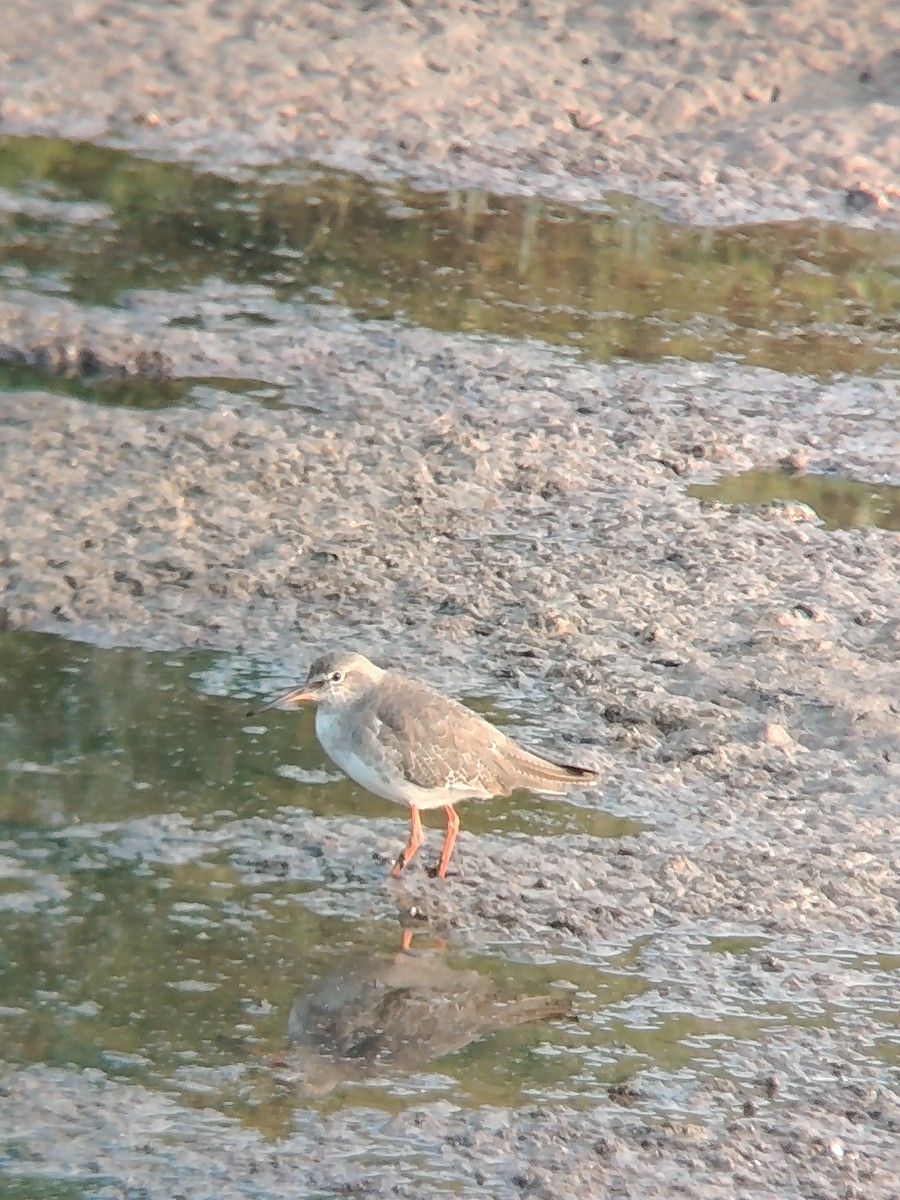 rødstilk - ML646276970