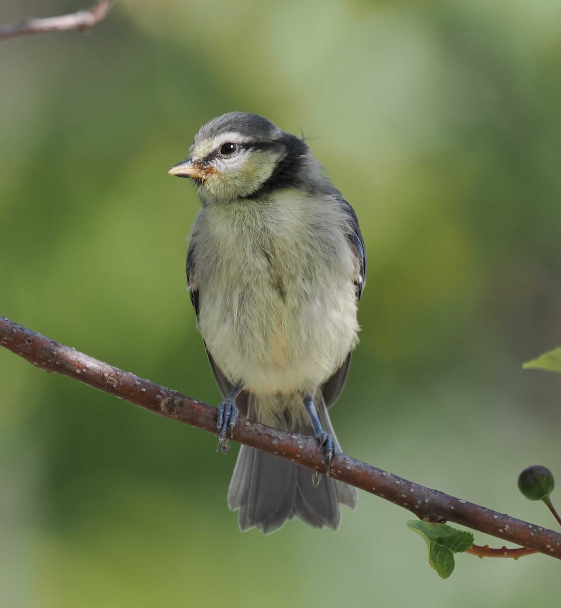 blåmeis - ML646276971