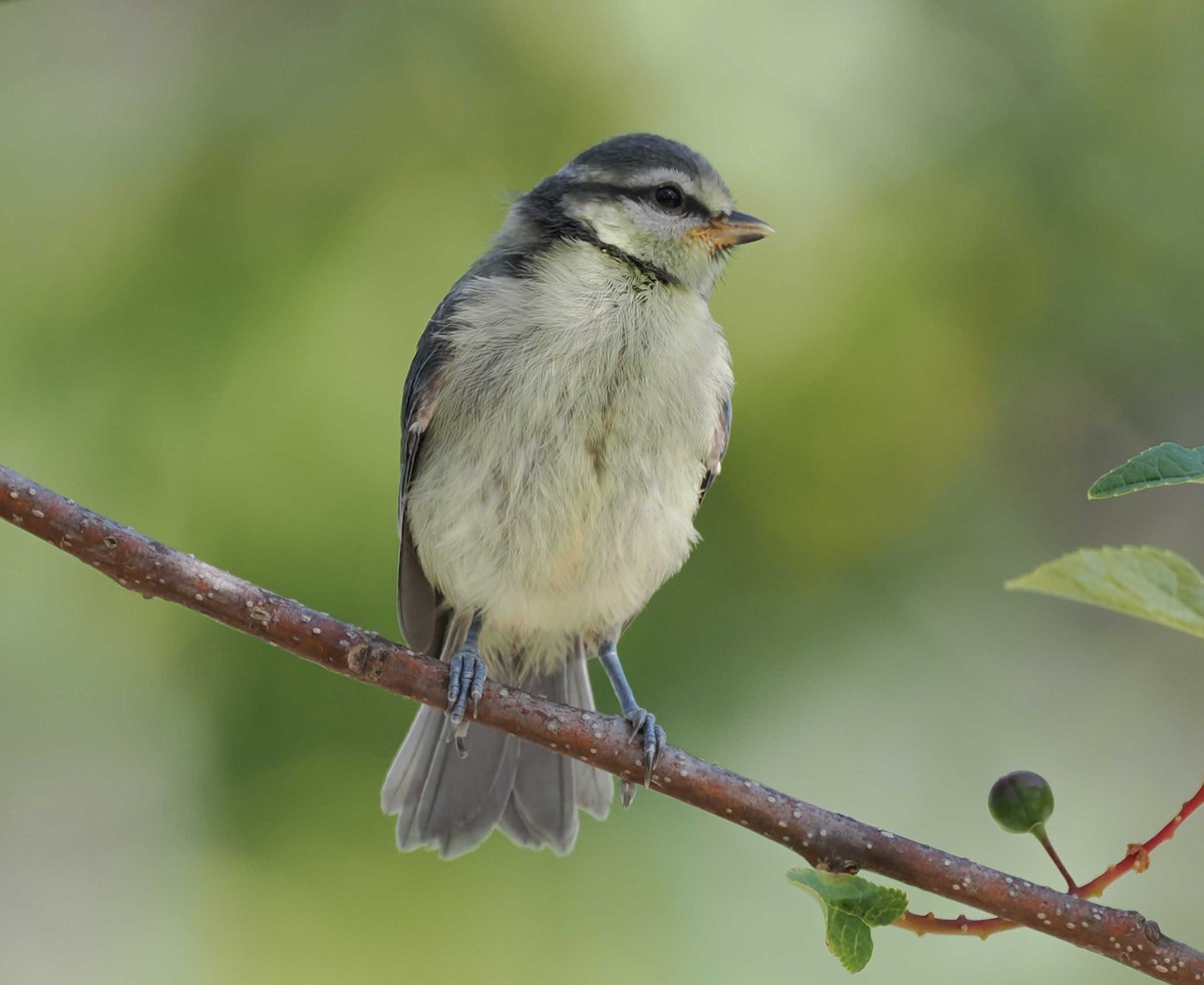 blåmeis - ML646276972