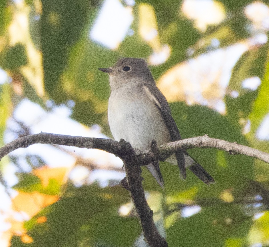 taigafluesnapper - ML646276973