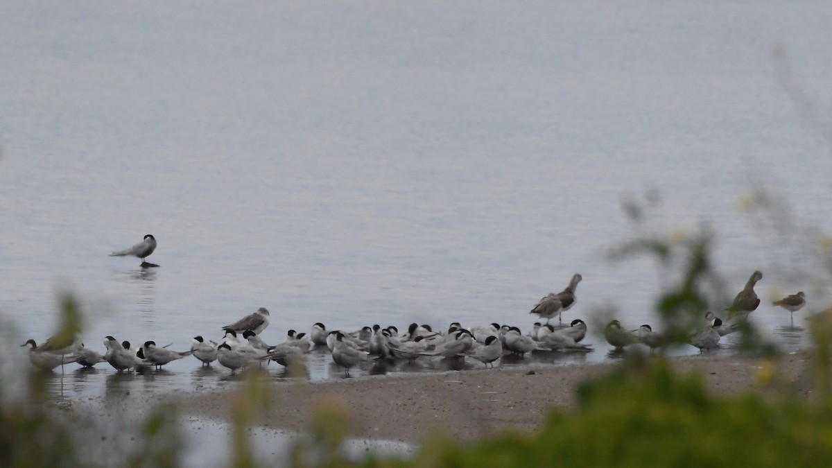 hvitkinnsvartterne - ML646276978