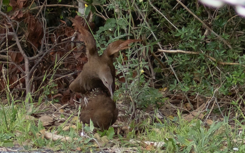 moserikse - ML646276979