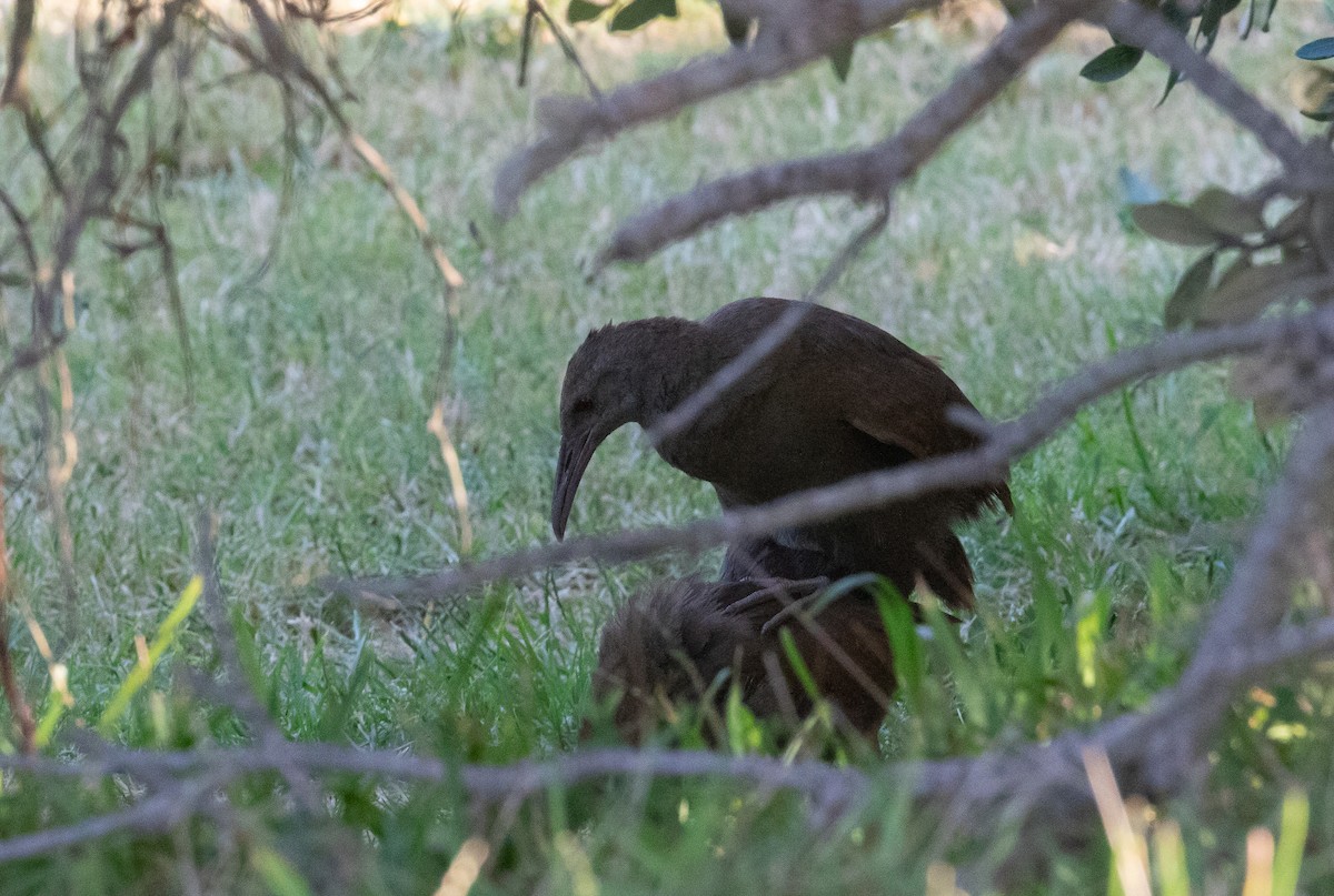 moserikse - ML646276980