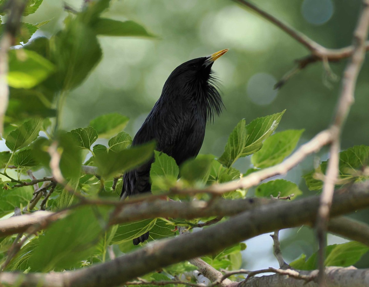 middelhavsstær - ML646276981