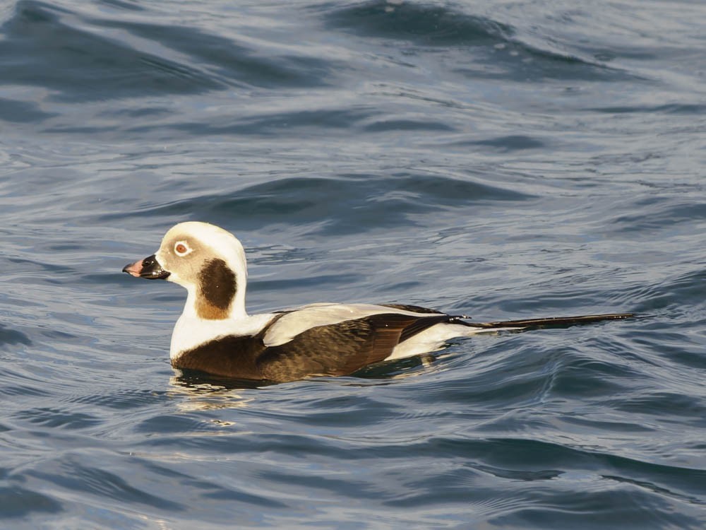 havelle - ML646276983